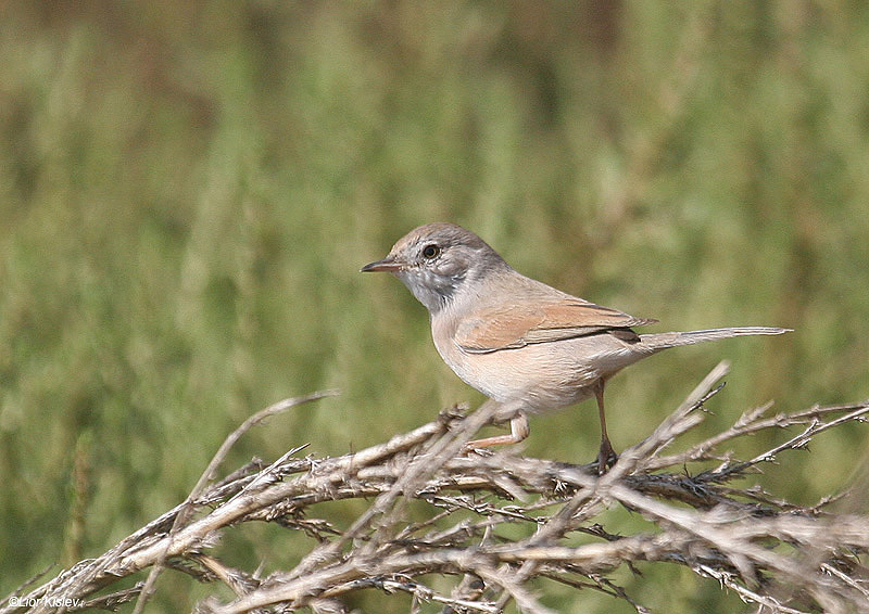   Spectacled Warbler  Sylvia conspicillata     , , 2009.: 